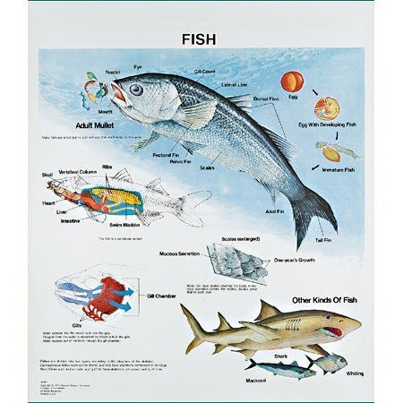 DENOYER-GEPPERT Charts/Posters, Fish Mounted 1094-10